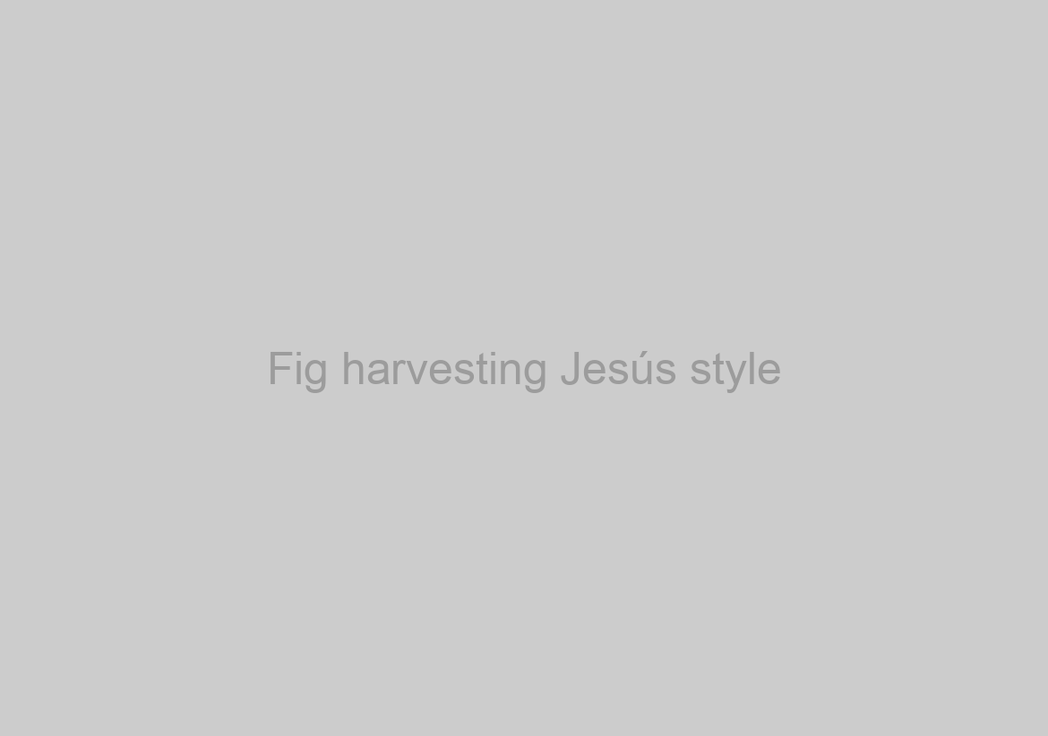 Fig harvesting Jesús style